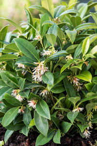 Obraz Sarcococca